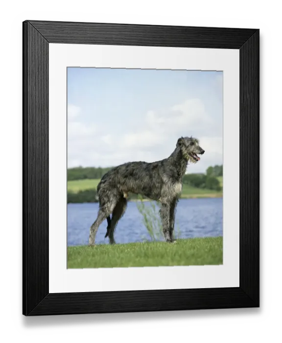 Framed Print : Scottish Deerhound dog, male near lake