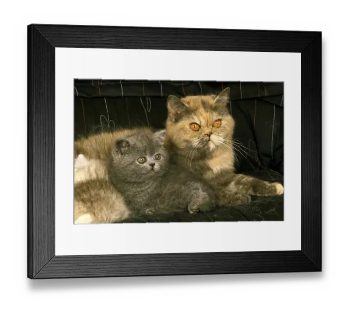 Framed Print : Exotic shorthair domestic cat, mother and kitten