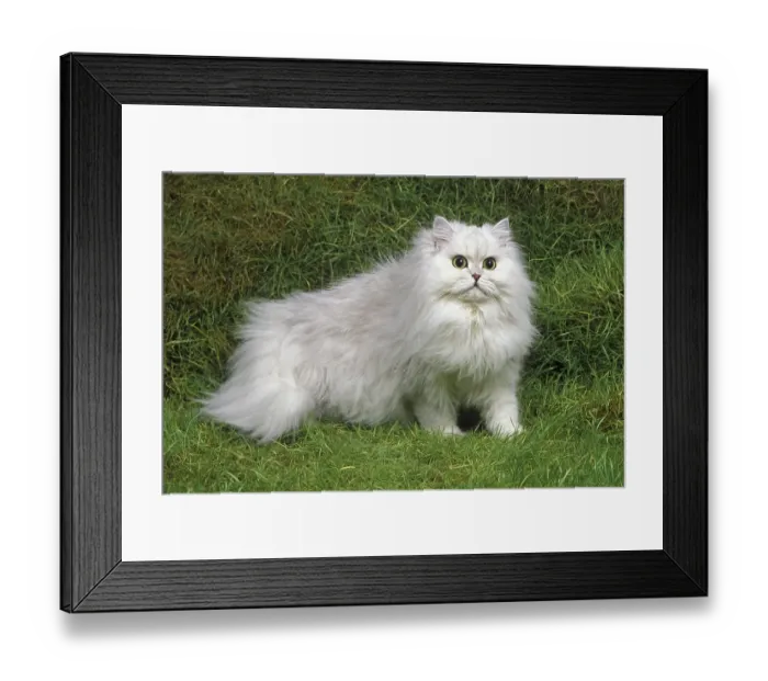 Framed Print : Chinchilla Persian House Cat on Grass Framed Print : Chinchilla Persian House Cat on Grass