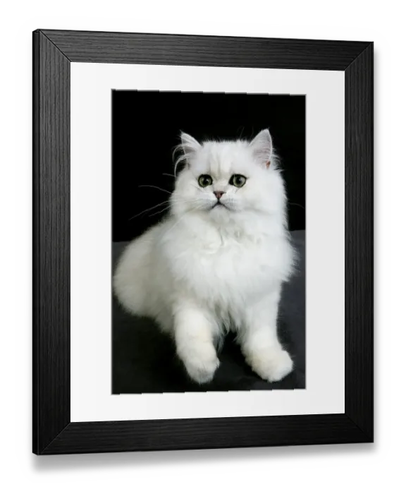 Framed Print : Chinchilla Persian domestic cat with green eyes