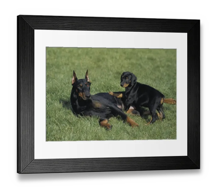 Framed Print : Dobermann Dog or Dobermann Pinscher