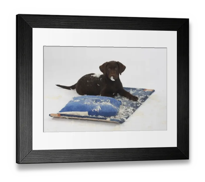 Framed Print : Labrador retriever, 11 weeks, brown