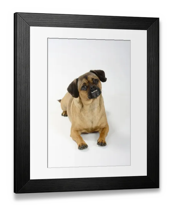 Framed Print : Mixed breed dog (pug-dachshund cross)