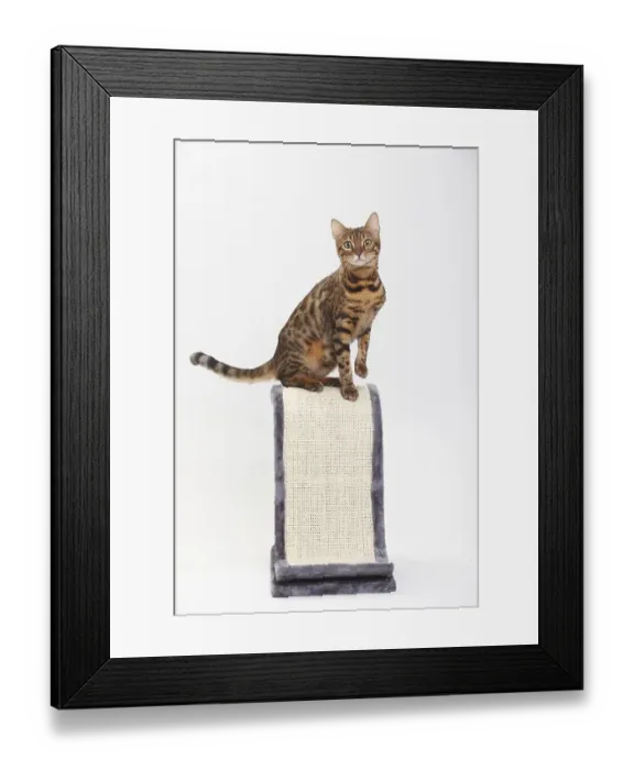 Framed Print : Bengal cat, scratching post Framed Print : Bengal cat, scratching post