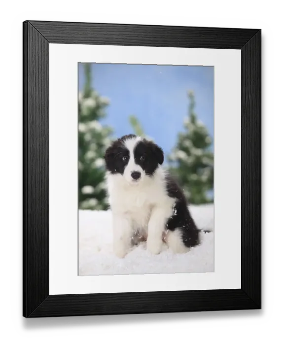 Framed Print : Border Collie, puppy, 11 weeks Framed Print : Border Collie, puppy, 11 weeks