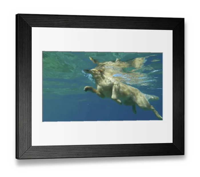 Framed Print : Underwater view golden retriever swim in the sea