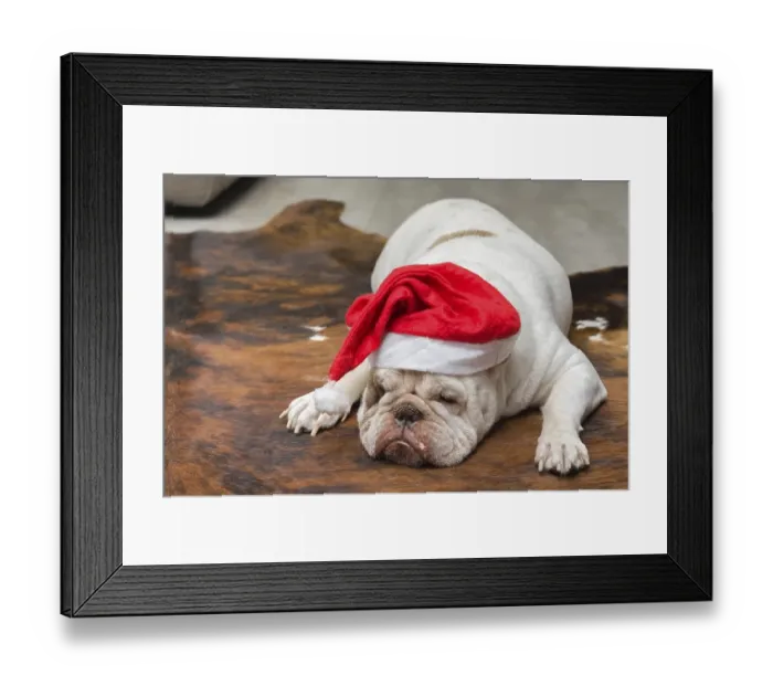 Framed Print : Cute English Bulldog sleeping in a Christmas hat Framed Print : Cute English Bulldog sleeping in a Christmas hat