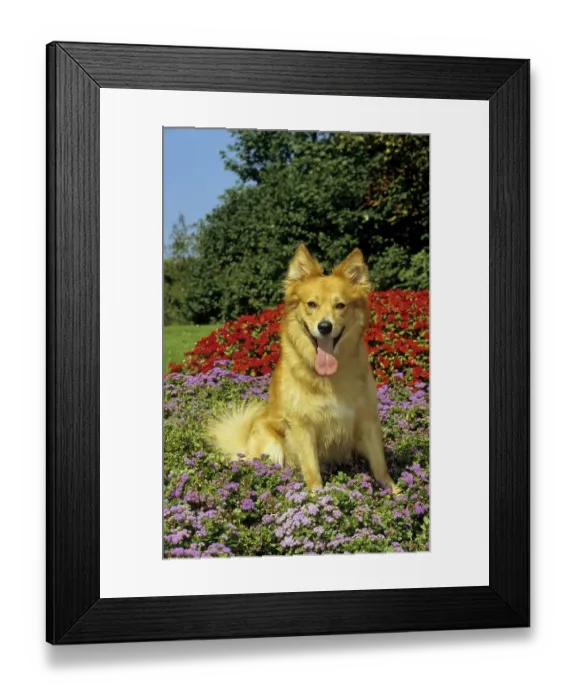 Framed Print : Harzer fox, domestic dog Framed Print : Harzer fox, domestic dog