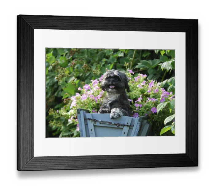 Framed Print : Shih-Tzu, standing in an old cart