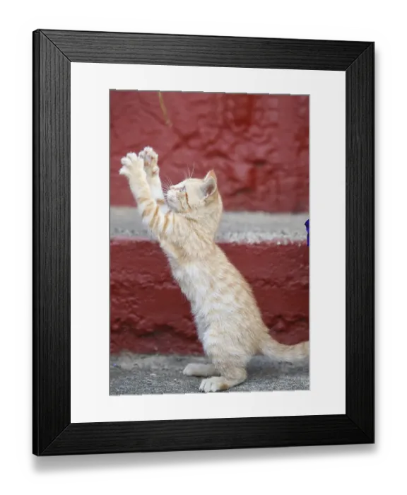 Framed Print : Cat child