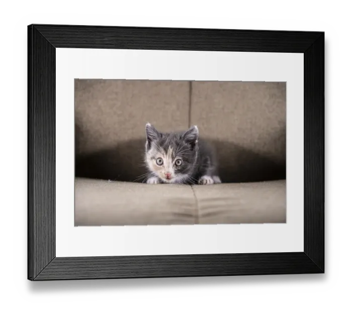 Framed Print : Grey beige and white kitten in a chair Framed Print : Grey beige and white kitten in a chair