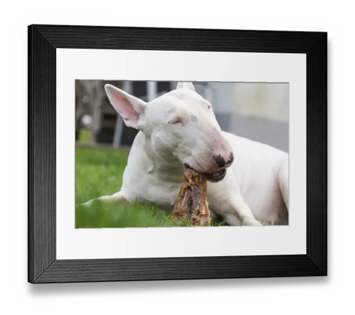 Framed Print : White bull terrier enjoying a meat treat Framed Print : White bull terrier enjoying a meat treat