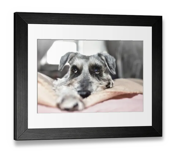 Framed Print : A grey dog of the Schnauzer breed cutely looks up while lying on the bed Framed Print : A grey dog of the Schnauzer breed cutely looks up while lying on the bed