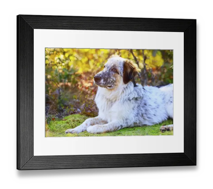 Framed Print : White and black large breed dog looking with attention Framed Print : White and black large breed dog looking with attention