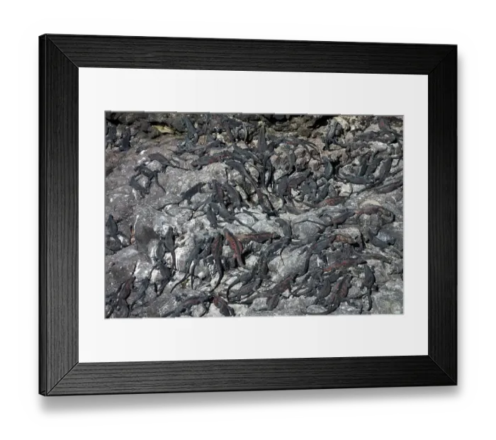 Framed Print : Marine Iguanas (Amblyrhynchus cristatus) Framed Print : Marine Iguanas (Amblyrhynchus cristatus)