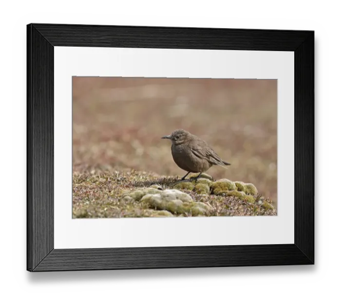 Framed Print : Blackish Cinclodes, Tussac-bird or Tussock-bird (Cinclodes antarcticus) Framed Print : Blackish Cinclodes, Tussac-bird or Tussock-bird (Cinclodes antarcticus)