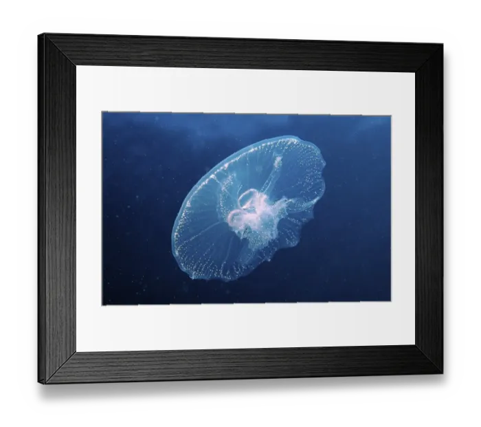 Framed Print : Moon Jelly (Aurelia aurita), Red Sea