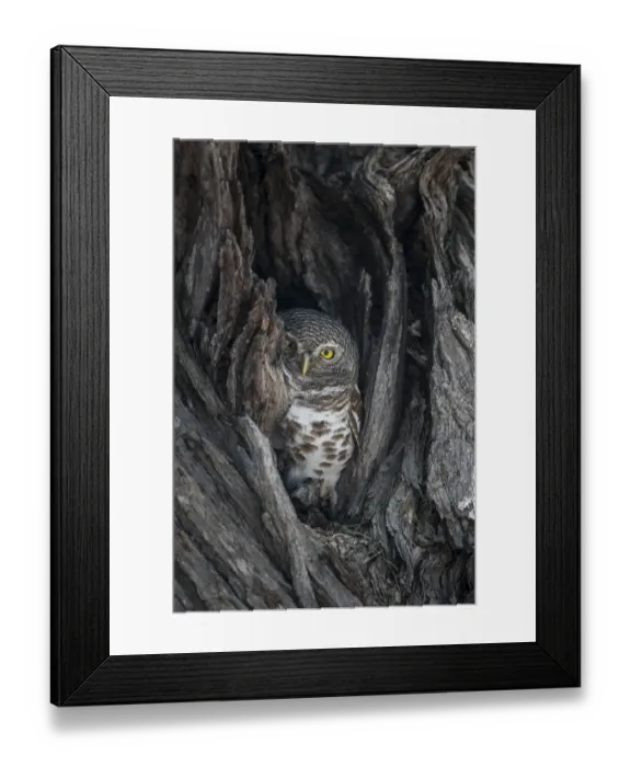 Framed Print : African Barred Owlet (Glaucidium capense) in its tree hole Framed Print : African Barred Owlet (Glaucidium capense) in its tree hole