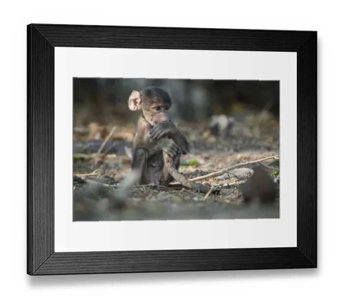Framed Print : Chacma Baboon (Papio ursinus), young Framed Print : Chacma Baboon (Papio ursinus), young