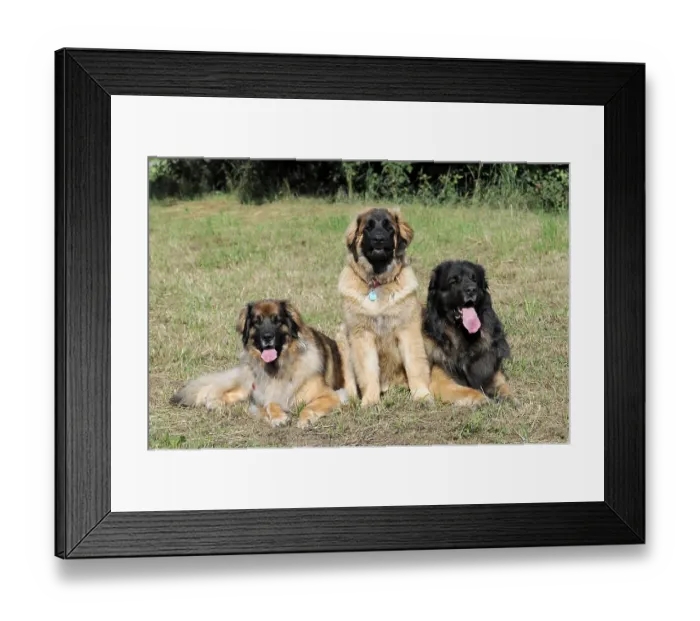 Framed Print : Three Leonberger dogs, dog breed