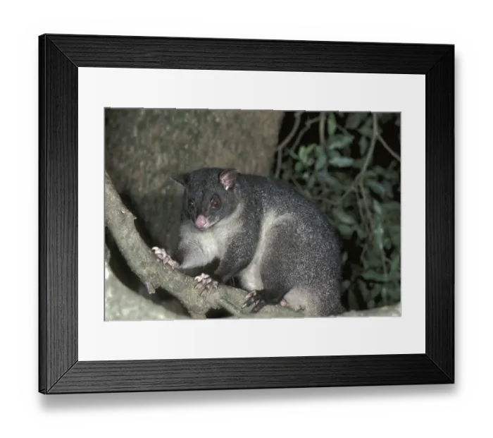 Framed Print : Mountain Brushtail Possum (Trichosurus caninus)