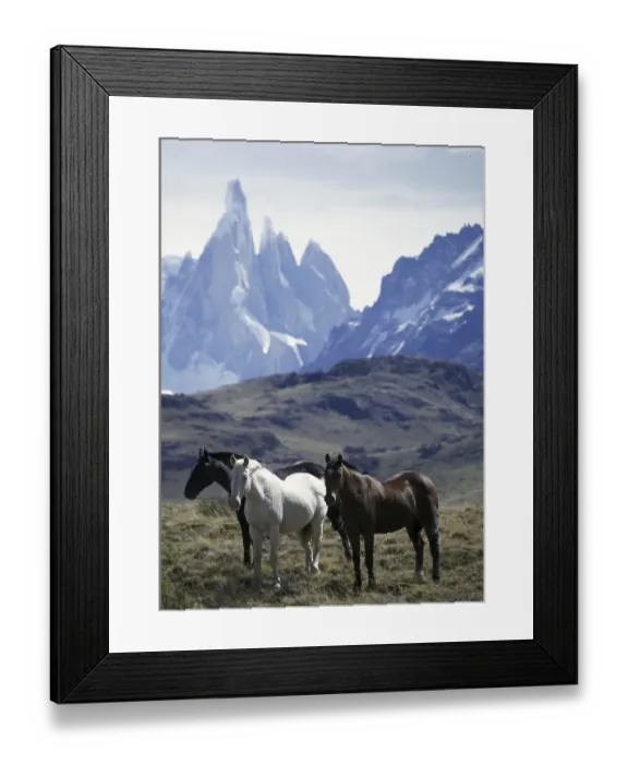 Framed Print : Three horses standing (Equus caballus)