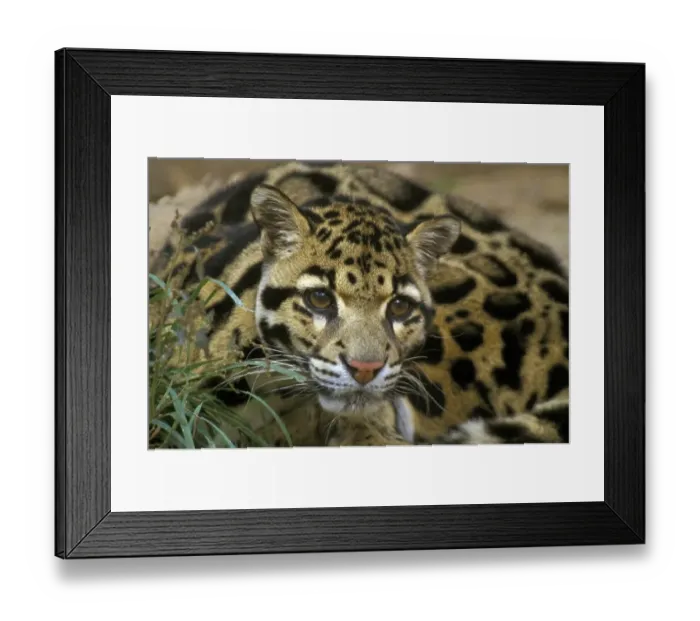 Framed Print : Clouded Leopard (Neofelis nebulosa) adult Framed Print : Clouded Leopard (Neofelis nebulosa) adult