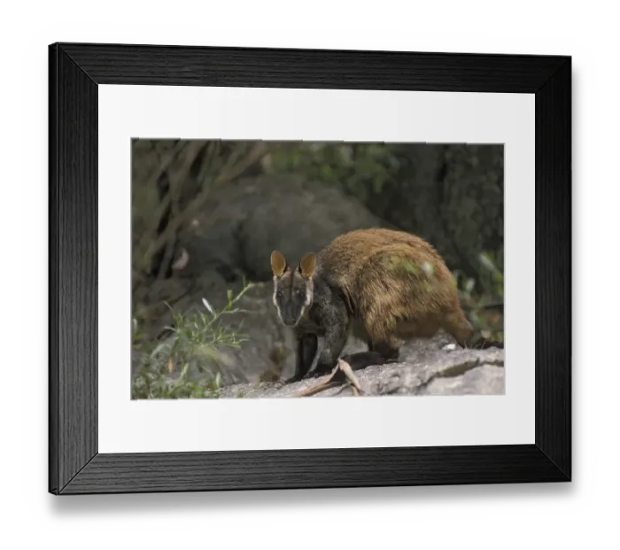 Framed Print : Brush-tailed Rock-wallaby or Small-eared Rock-wallaby (Petrogale penicillata) Framed Print : Brush-tailed Rock-wallaby or Small-eared Rock-wallaby (Petrogale penicillata)