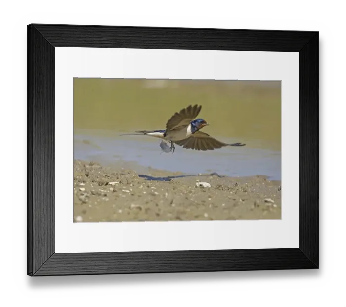 Framed Print : Barn Swallow (Hirundo rustica) Framed Print : Barn Swallow (Hirundo rustica)