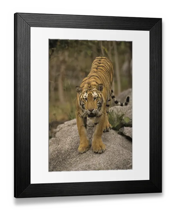 Framed Print : Indo-Chinese Tiger (Panthera tigris corbetti)