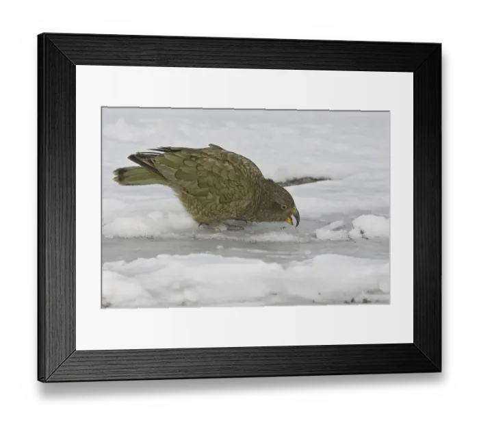 Framed Print : Kea (Nestor notabilis), adult, feeding on snow