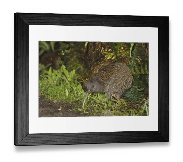 Framed Print : South Island Brown Kiwi (Apteryx australis lawryi)