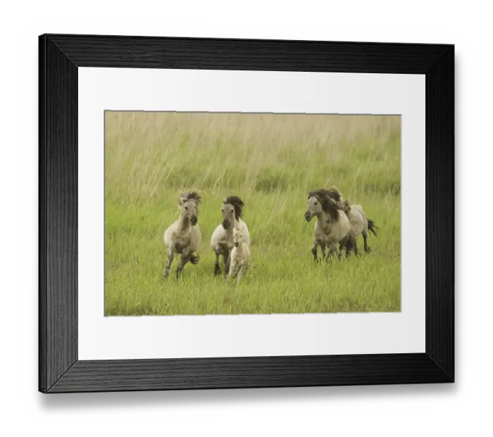Framed Print : Konik or Polish primitive horse (Equus ferus caballus)