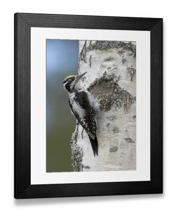Framed Print : Three-toed Woodpecker (Picoides tridactylus) Framed Print : Three-toed Woodpecker (Picoides tridactylus)