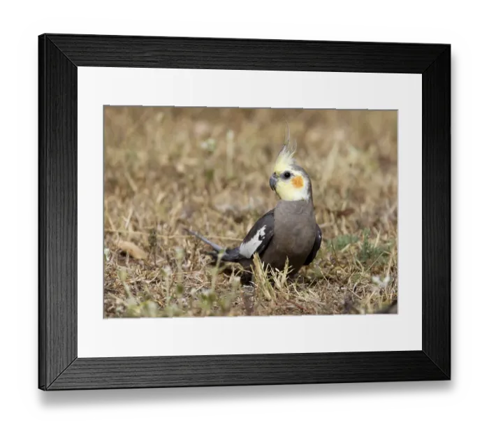 Framed Print : Cockatiel (Nymphicus hollandicus) Framed Print : Cockatiel (Nymphicus hollandicus)