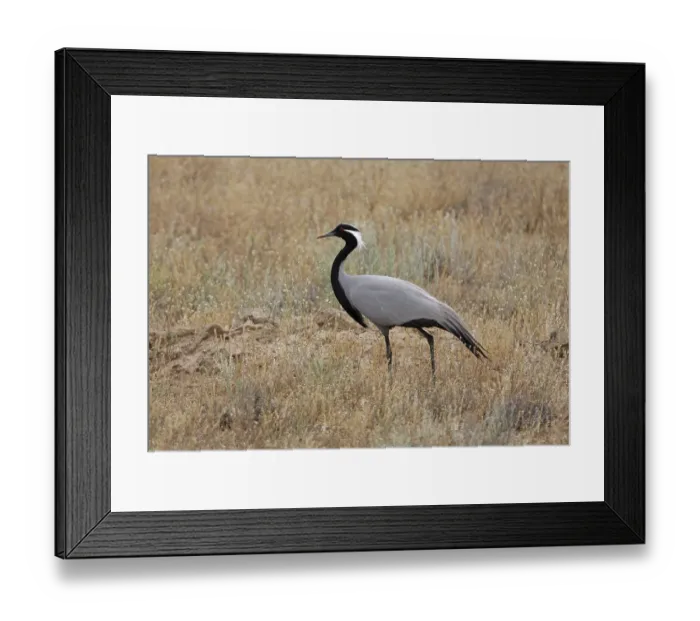 Framed Print : Demoiselle Crane (Anthropoides virgo)