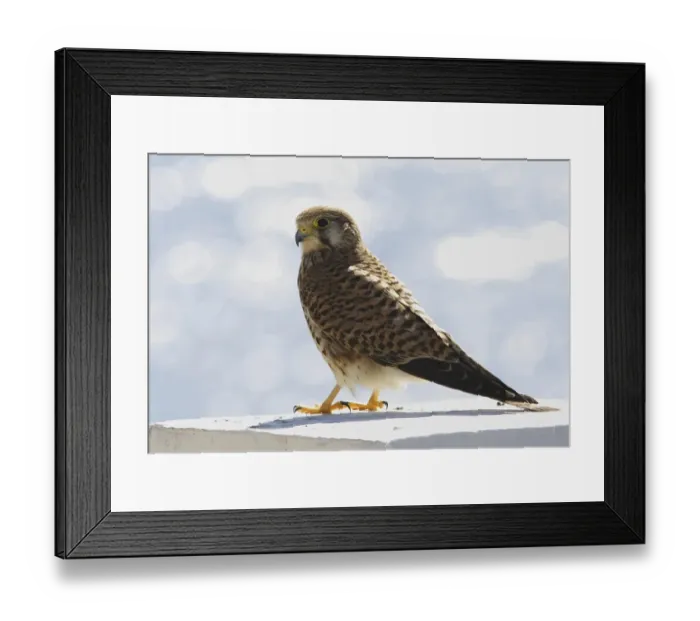 Framed Print : Common Kestrel (Falco tinnunculus) Framed Print : Common Kestrel (Falco tinnunculus)