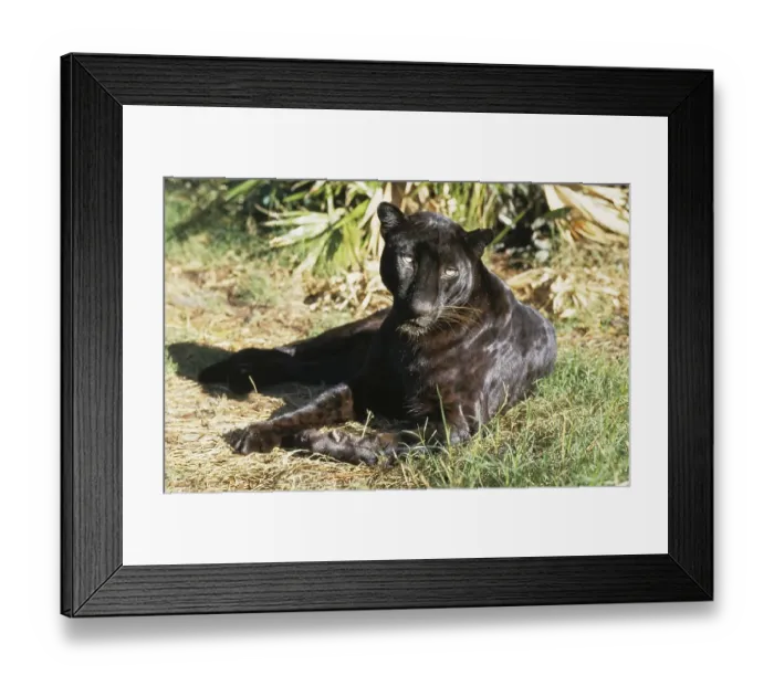 Framed Print : Black Asian Leopard (Panthera pardus fusca)
