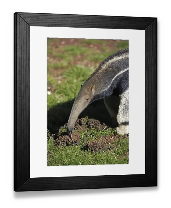Framed Print : Giant Anteater (Myrmecophaga tridactyla) Framed Print : Giant Anteater (Myrmecophaga tridactyla)