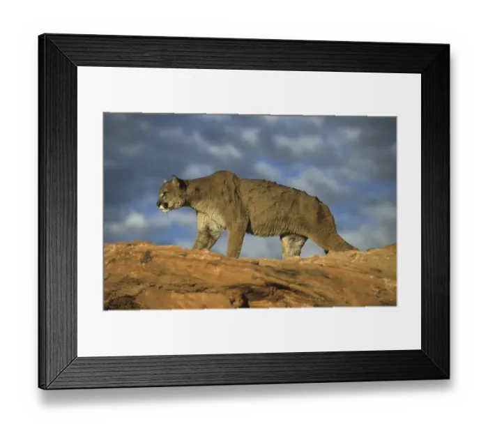Framed Print : Puma (Puma concolor), adult walking on rock