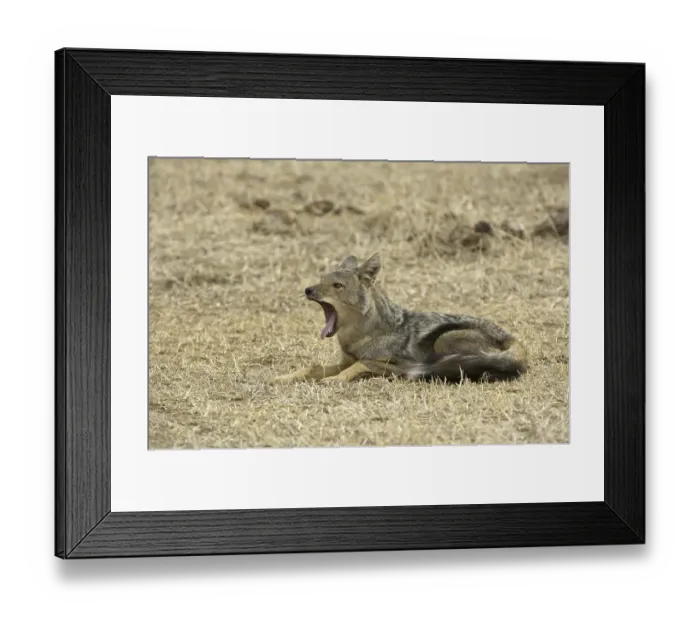 Framed Print : Side-striped Jackal (Canis adustus)
