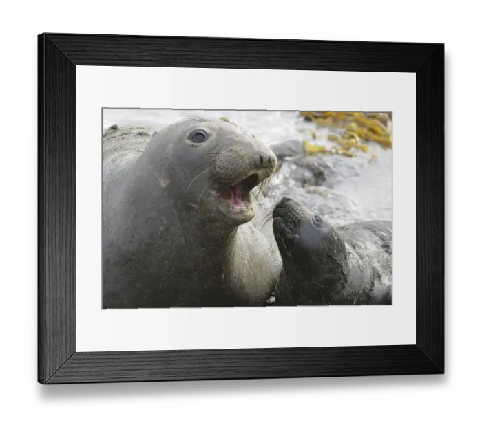 Framed Print : Northern Elephant-seal (Mirounga angustirostris)