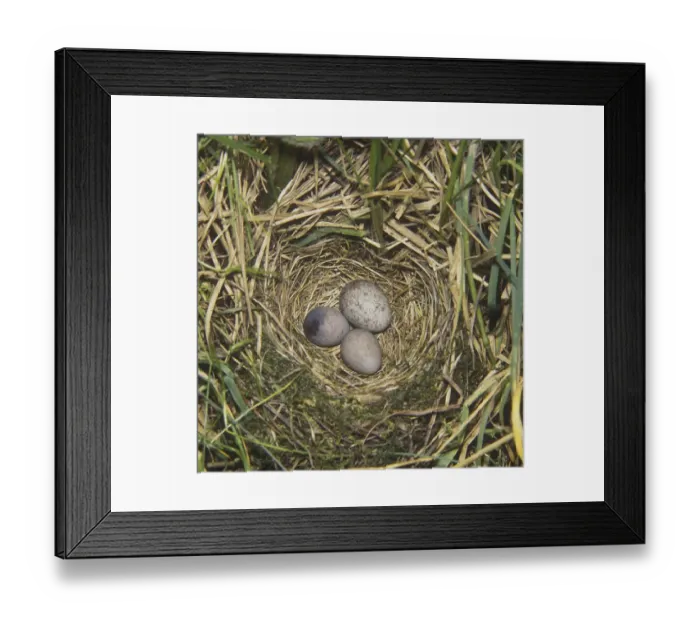 Framed Print : Meadow Pipit (Anthus pratensis)