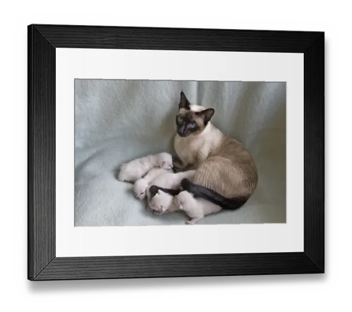 Framed Print : Female Siamese seal point cat with one week old kittens