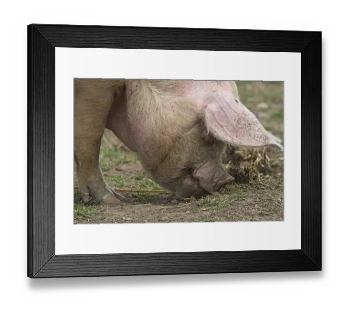 Framed Print : Domestic Pig (Sus scrofa domesticus) Framed Print : Domestic Pig (Sus scrofa domesticus)