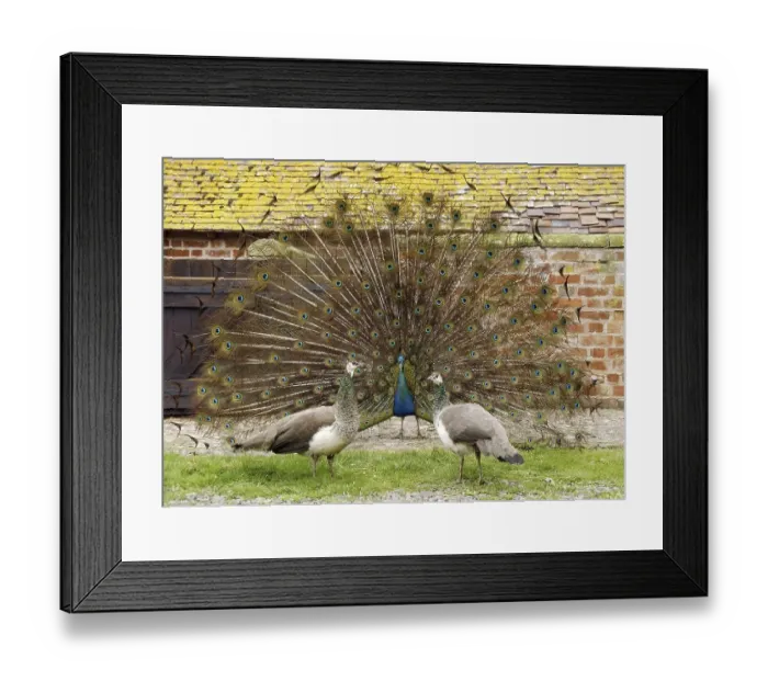 Framed Print : Indian Peafowl (Pavo cristatus)
