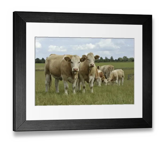 Framed Print : Domestic Cattle (Bos primigenius taurus)