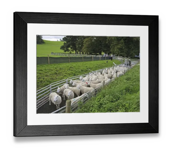 Framed Print : Sheep (Ovis aries) farming, shepherds with flock in handling system