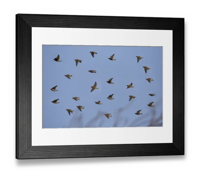 Framed Print : Bohemian Waxwing (Bombycilla garrulus) flock in flight