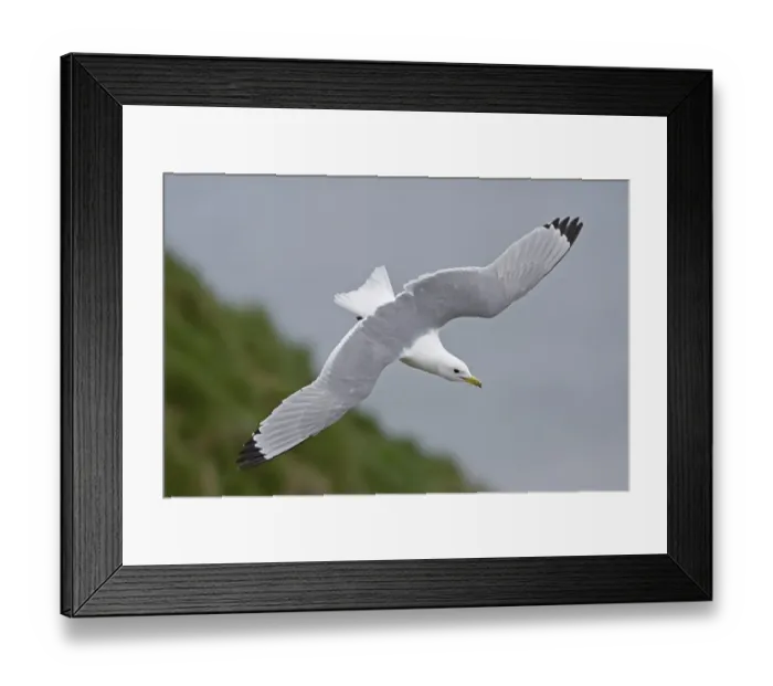 Framed Print : Kittiwake (Rissa tridactyla), adult Framed Print : Kittiwake (Rissa tridactyla), adult